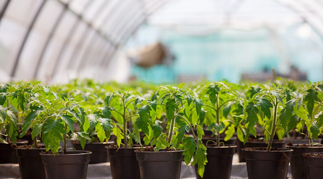 Several potted plants sitting in a greenhouse