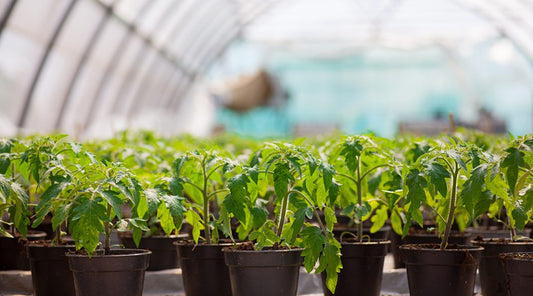 Several potted plants sitting in a greenhouse