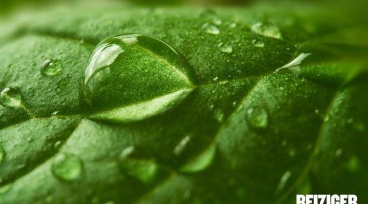 Water droplets on a leaf