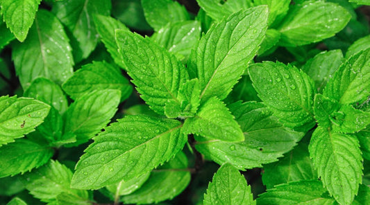 Close up of plant leaves