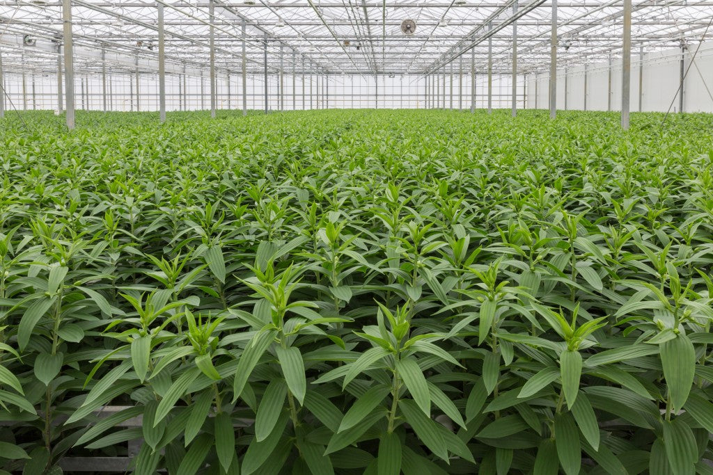 Plants in greenhouse