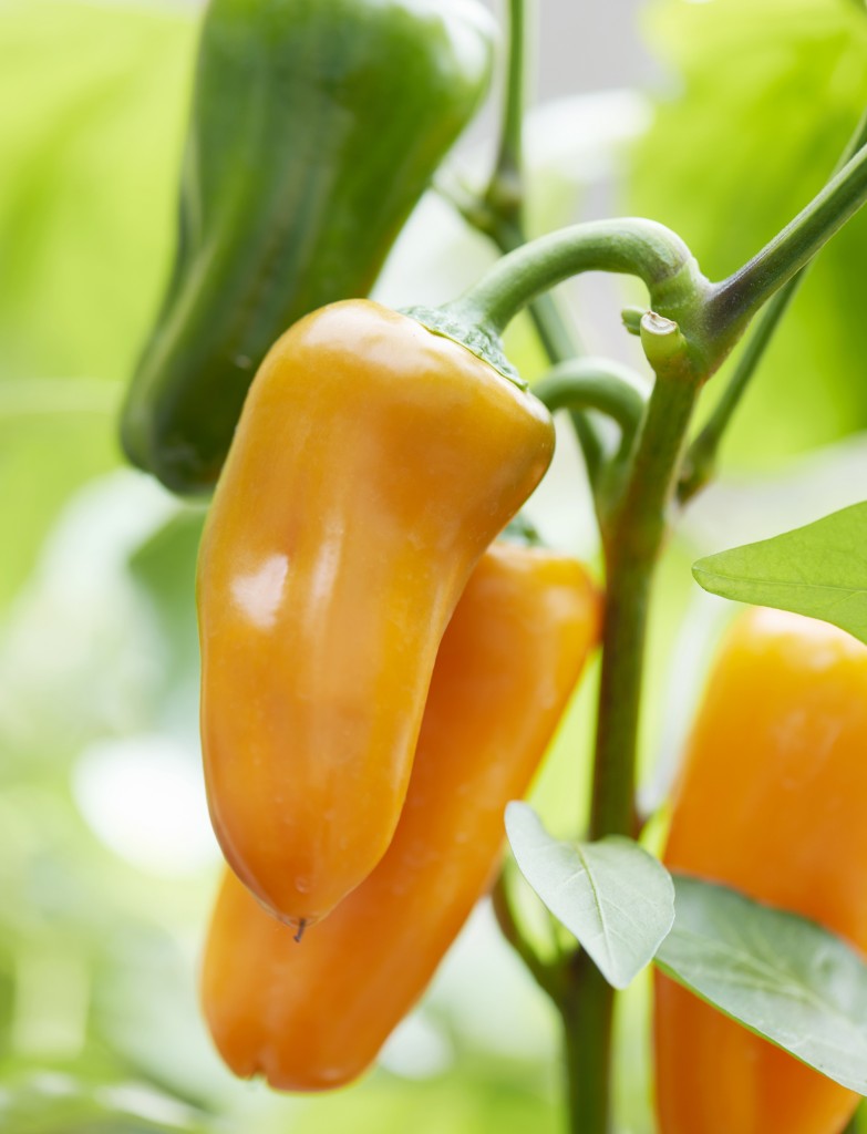 Yellow pepper on vine