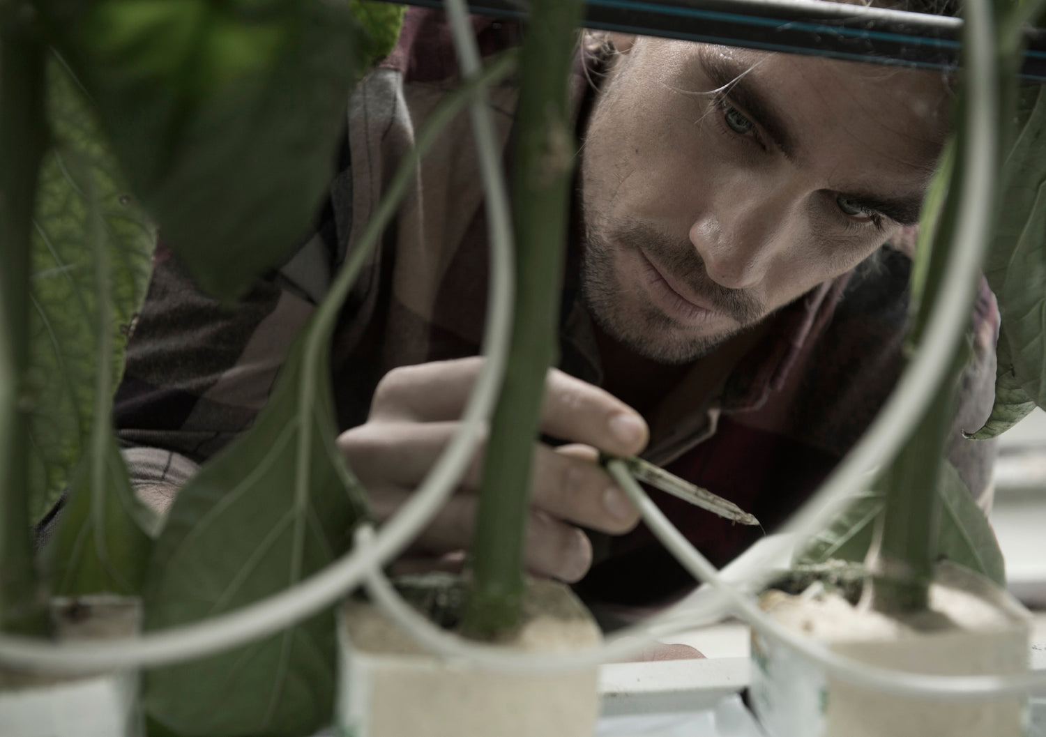 Craftsman with a plant Bloom Mineral Formula