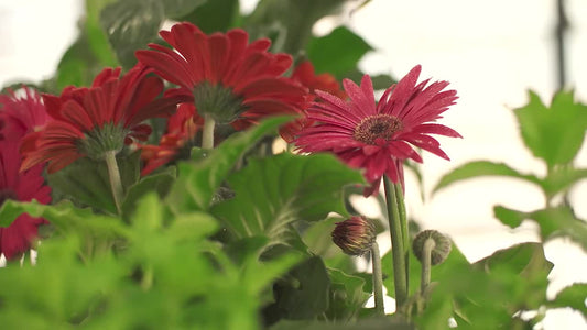 Close up of red flowers