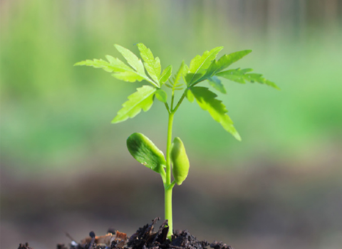 Perfecting Your Craft: How to Keep Your Plants Healthy