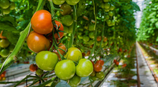 Tomatoes on a vine