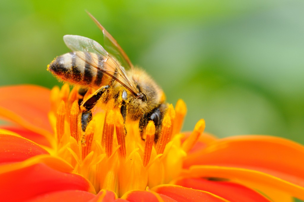 Bee in flower