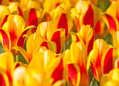 Yellow and red flowers