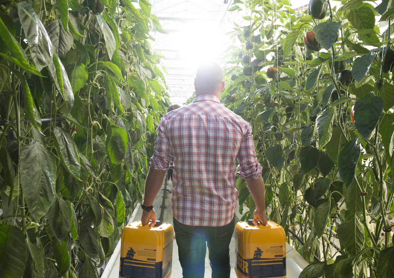 Man walking in garden with a Reiziger jug in each hand