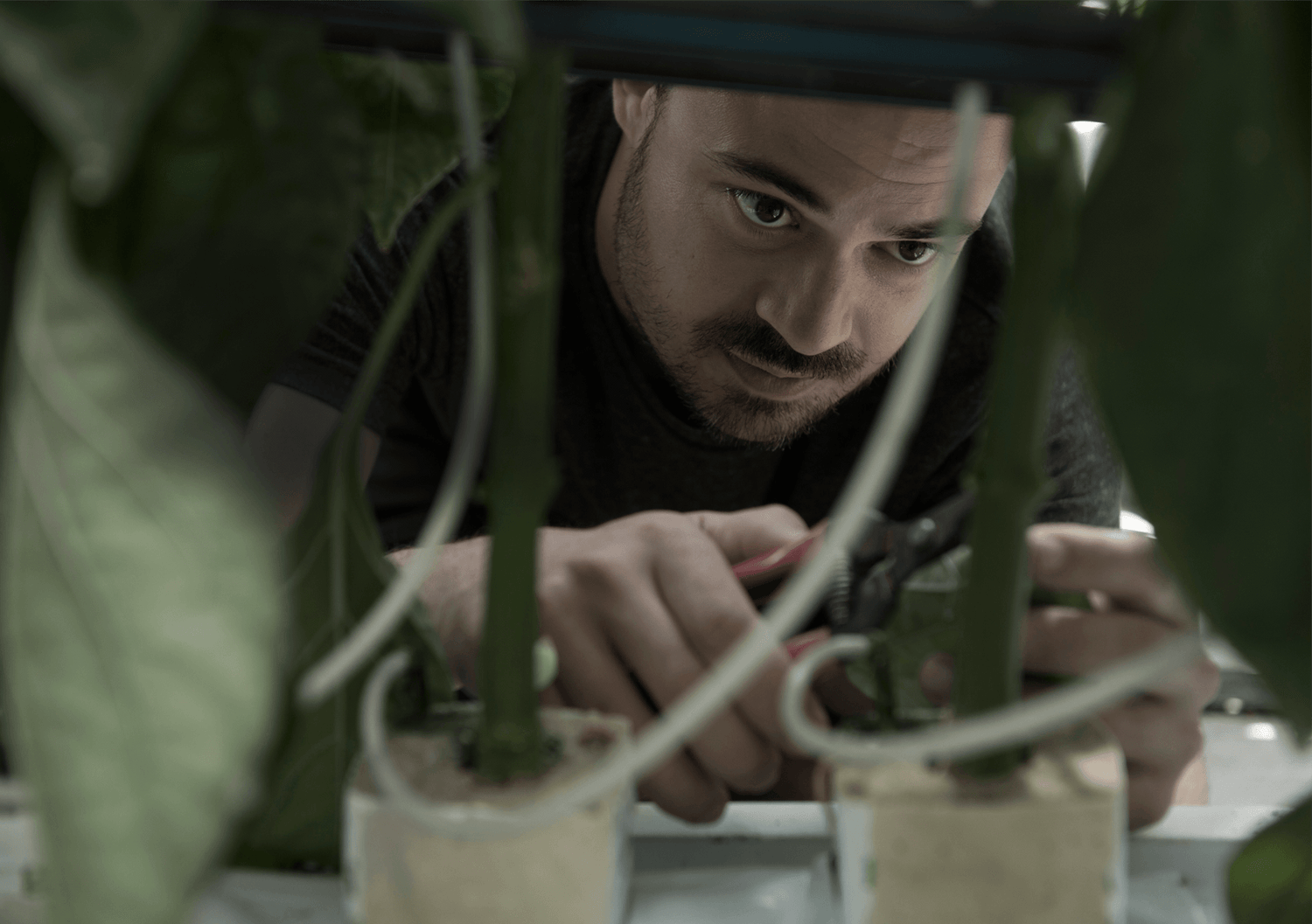 Craftsman cutting a plant Bloom Mineral Formula