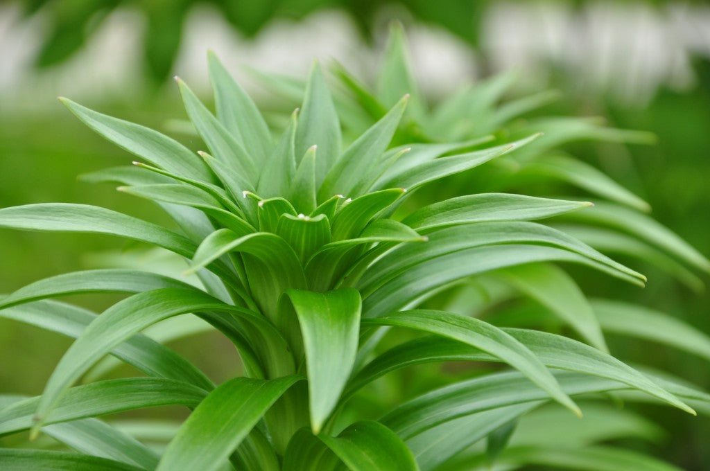 Green flowers