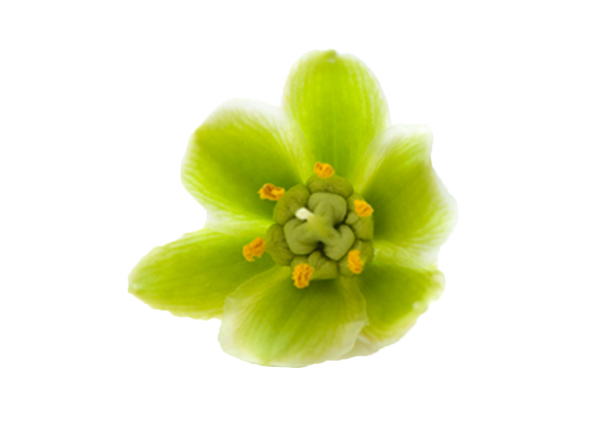 Green flower