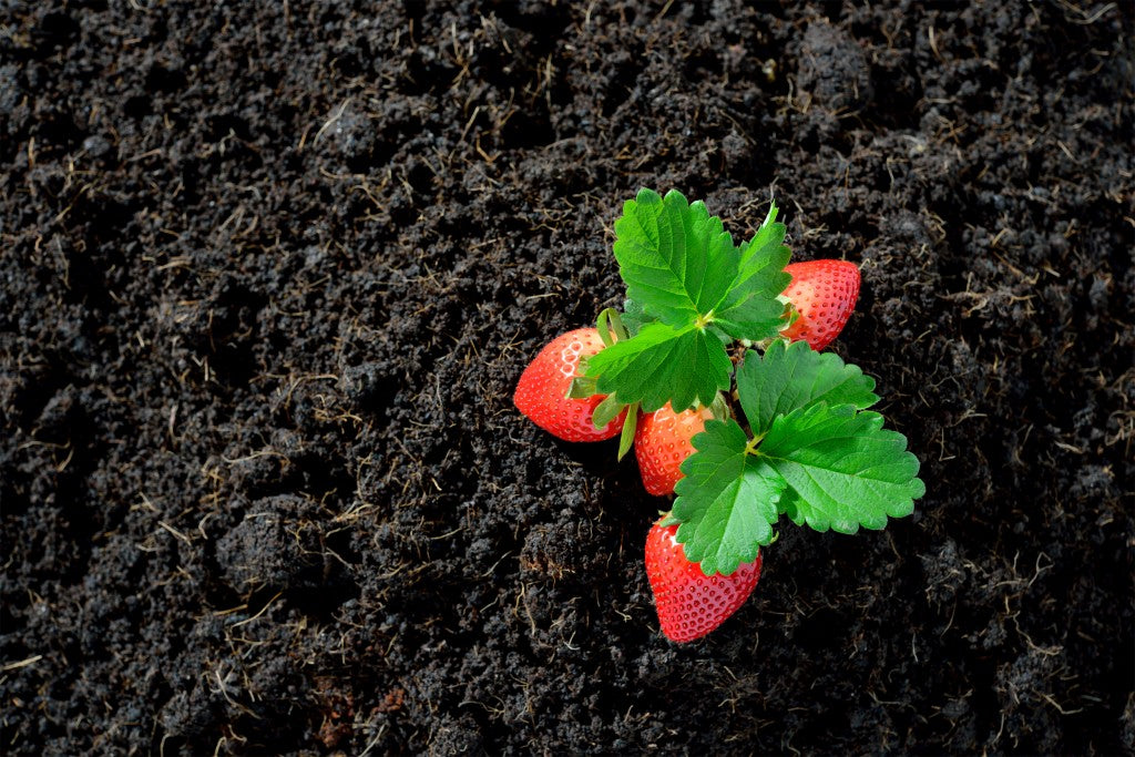 Strawberries on soil